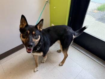 Australian Kelpie and German Shepherd Dog Dogs Available for Adoption in Kent, Washington - JUNE | PetCurious
