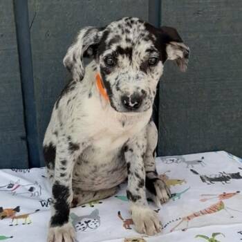 Catahoula Leopard Dog and Labrador Retriever Dogs Available for Adoption - Waffles | PetCurious