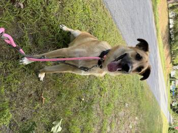 Rescue Anatolian Shepherd Dogs for Adoption - Roady | PetCurious