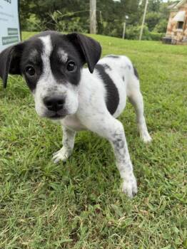 Apollo - abandoned A Litter of 4 -  Australian Cattle Dog Blue Heeler and Hound Dog for Adoption in Horn Lake, Mississippi - Apollo - Abandoned A Litter Of 4 | PetCurious