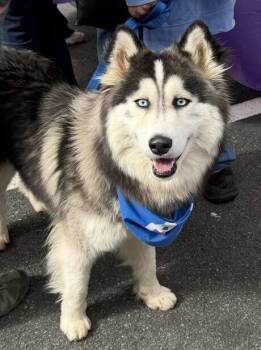 Balto -  Husky and Alaskan Malamute Dog for Adoption in Washington, District Of Columbia - Balto | PetCurious