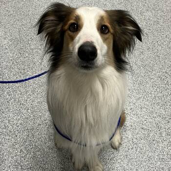 Collin -  Border Collie Dog for Adoption in Grand Rapids, Michigan - Collin | PetCurious