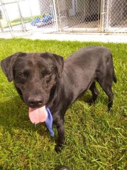 BBKing -  Mixed Breed Dog for Adoption in Covington, Louisiana - BBKing | PetCurious