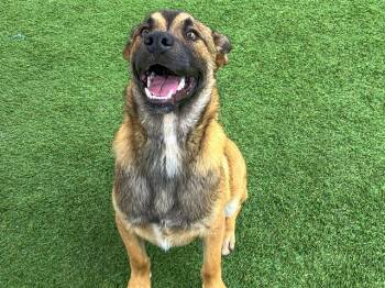 Rescue Belgian Shepherd Malinois and Mixed Breed Dogs for Adoption in Tustin, California - TAHOE | PetCurious