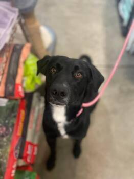 Labrador Retriever Dogs Available for Adoption in Newport, Kentucky - Grinch | PetCurious