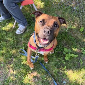 Roger -  Mixed Breed Dog for Adoption in Oshkosh, Wisconsin - Roger | PetCurious