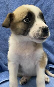 Australian Cattle Dog Blue Heeler Dogs Available for Adoption in Newport, Kentucky - Xyla | PetCurious