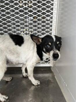 Sugar - SENIOR AT RISK -  Chihuahua Dog for Adoption in Thousand Oaks, California - Sugar - SENIOR AT RISK | PetCurious