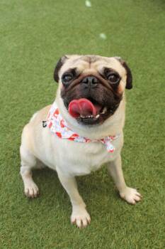 Mr. Darcy -  Pug Dog for Adoption in Gardena, California - Mr. Darcy | PetCurious