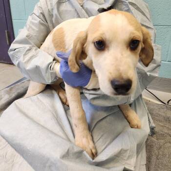 Bluetick Coonhound and Great Pyrenees Dogs Available for Adoption - Ciabatta | PetCurious