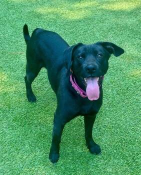 Rescue Labrador Retriever Dogs for Adoption in Sandy Springs, Georgia - Lucy | PetCurious