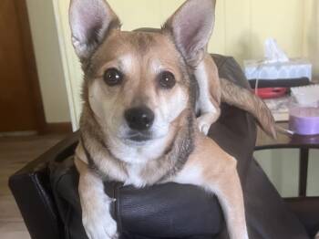 Pembroke Welsh Corgi Dogs Available for Adoption in Killingly, Connecticut - Bella (great W/dogs, Cats, Kids) | PetCurious