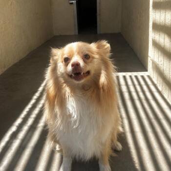Jazzy -  Pomeranian Dog for Adoption in Incline Village, Nevada - Jazzy | PetCurious