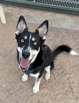 Husky Dogs Available for Adoption in Vail, Arizona - Tux | PetCurious
