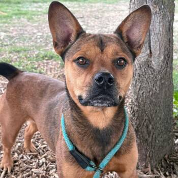 Farrah -  French Bulldog and Rottweiler Dog for Adoption in Center Point, Texas - Farrah | PetCurious