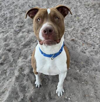 Rescue Mixed Breed Dogs for Adoption in Palmetto, Florida - CARMELITO | PetCurious