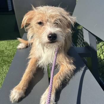 Bing -  Mixed Breed Dog for Adoption in Matteson, Illinois - Bing | PetCurious