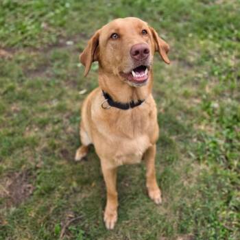 Rory -  Labrador Retriever Dog for Adoption in Milford, Iowa - Rory | PetCurious
