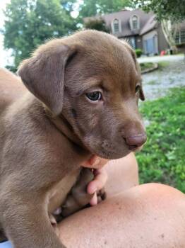 Silt -  Labrador Retriever and Pit Bull Terrier Dog for Adoption in Pottstown, Pennsylvania - Silt | PetCurious