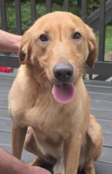 William -  Golden Retriever and Labrador Retriever Dog for Adoption in Charlotte, North Carolina - William | PetCurious