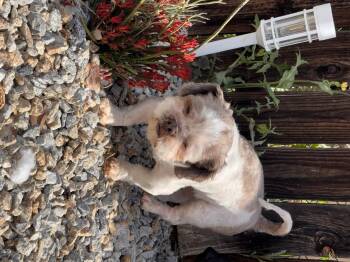 Shih Tzu Dogs Available for Adoption in Corona, California - Frankie | PetCurious