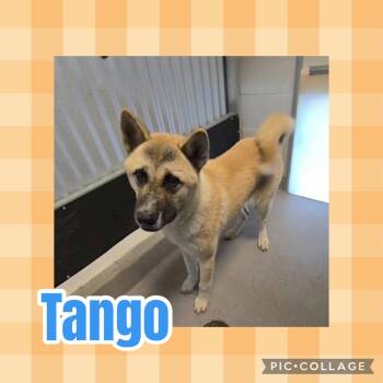 Tango -  Akita Dog for Adoption in Ringwood, New Jersey - Tango | PetCurious