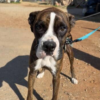 Boxer Dogs Available for Adoption - Puzzle | PetCurious