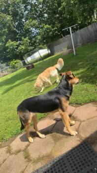 Coraline -  Shepherd Dog for Adoption in Warsaw, Indiana - Coraline | PetCurious