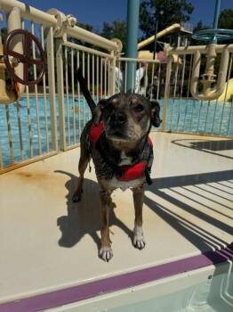 Rescue Mixed Breed Dogs for Adoption in Shiloh, Illinois - Link | PetCurious