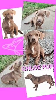 Dachshund and Labrador Retriever Dogs Available for Adoption in Jackson, Tennessee - CHLOE | PetCurious