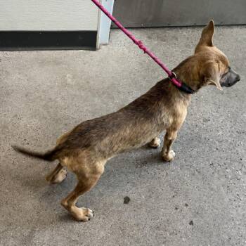 110911 -  Mixed Breed Dog for Adoption in Las Cruces, New Mexico - 110911 | PetCurious
