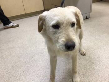 Terrier and Mixed Breed Dogs Available for Adoption - BIANCA | PetCurious