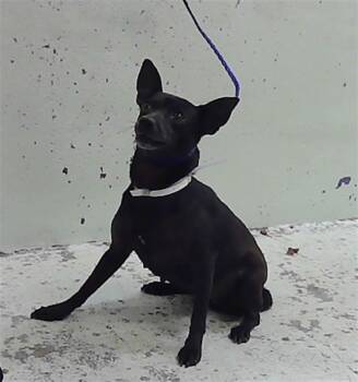 Chihuahua and Mixed Breed Dogs Available for Adoption in Houston, Texas - A2066619 | PetCurious