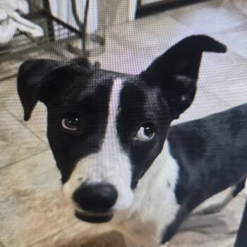Rescue Hound and Border Collie Dogs for Adoption in Byhalia, Mississippi - Tyfani | PetCurious