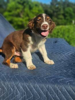 Land Rover Defender Cars -  Australian Shepherd and Chihuahua Dog for Adoption in South Kingstown, Rhode Island - Land Rover Defender Cars | PetCurious