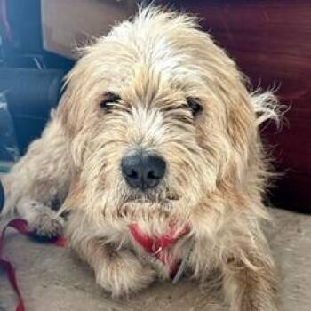 Benji -  Poodle and Mixed Breed Dog for Adoption in Berkeley Springs, West Virginia - Benji | PetCurious
