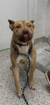 Diggory -  Pit Bull Terrier and Mixed Breed Dog for Adoption in Kansas City, Missouri - Diggory | PetCurious