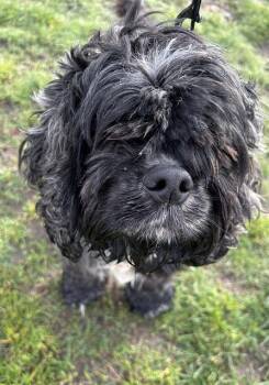 Cocker Spaniel and Mixed Breed Dogs Available for Adoption - RORY | PetCurious