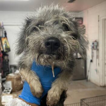 Chilaquiles -  Terrier and Miniature Schnauzer Dog for Adoption in Edinburg, Texas - Chilaquiles | PetCurious