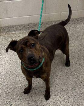 Pit Bull Terrier and Mixed Breed Dogs Available for Adoption in Kansas City, Missouri - Simi | PetCurious