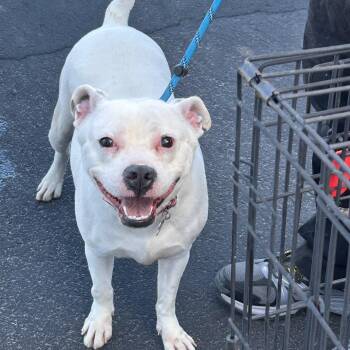 American Bully Dogs Available for Adoption - Alba | PetCurious