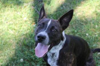 Sage -  Cattle Dog and Mixed Breed Dog for Adoption in Kansas City, Missouri - Sage | PetCurious