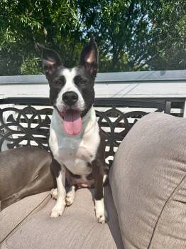Juno -  Border Collie and Mixed Breed Dog for Adoption in Rock Hill, South Carolina - Juno | PetCurious