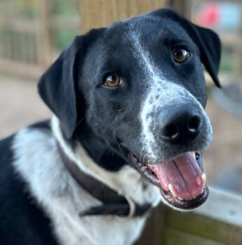 Rescue Retriever Dogs for Adoption in Emory, Texas - Brody | PetCurious