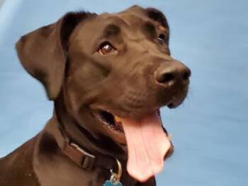 Great Dane and Mastiff Dogs Available for Adoption - Onyx | PetCurious
