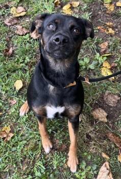 Snickerdoodle -  Mixed Breed Dog for Adoption in New Albany, Indiana - Snickerdoodle | PetCurious
