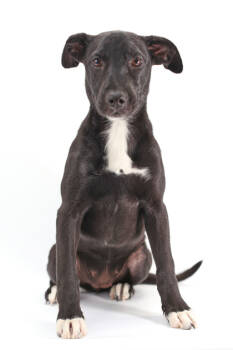 Rescue Labrador Retriever and Mixed Breed Dogs for Adoption in Morton Grove, Illinois - Millie | PetCurious