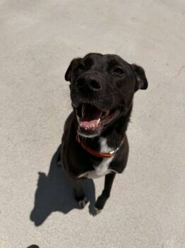 Nariah -  Black Labrador Retriever Dog for Adoption in Berryville, Virginia - Nariah | PetCurious