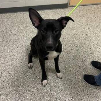 Ricky -  Shepherd and Mixed Breed Dog for Adoption in Cedar Rapids, Iowa - Ricky | PetCurious