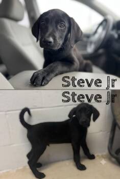 Steve Jr.  (D Green C) -  Mixed Breed Dog for Adoption in Russellville, Kentucky - Steve Jr.  (D Green C) | PetCurious